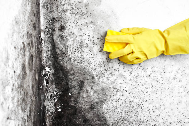 Best Black Mold Removal  in Westmont, NJ