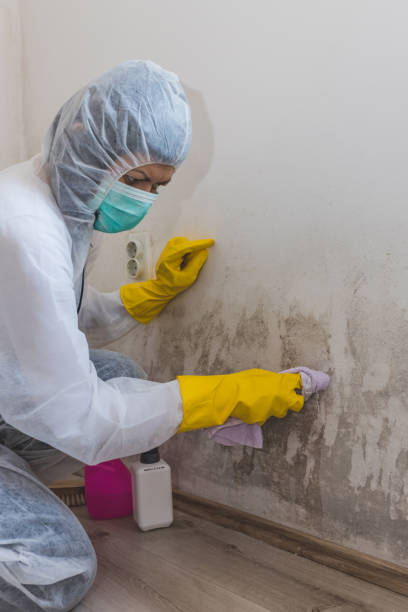 Best Attic Mold Removal  in Westmont, NJ