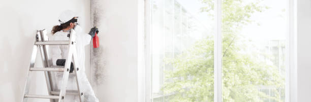 Best Mold Damage Restoration  in Westmont, NJ