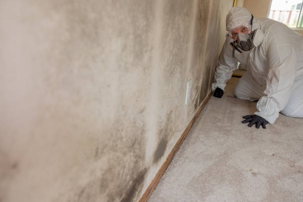 Westmont, NJ Mold Removal Company